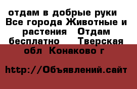 отдам в добрые руки - Все города Животные и растения » Отдам бесплатно   . Тверская обл.,Конаково г.